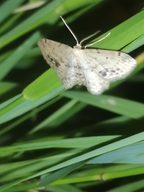 Idaea dimidiata - gyakori apróaraszoló