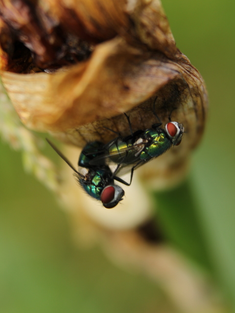 Lucilia sericata - selymes döglégy