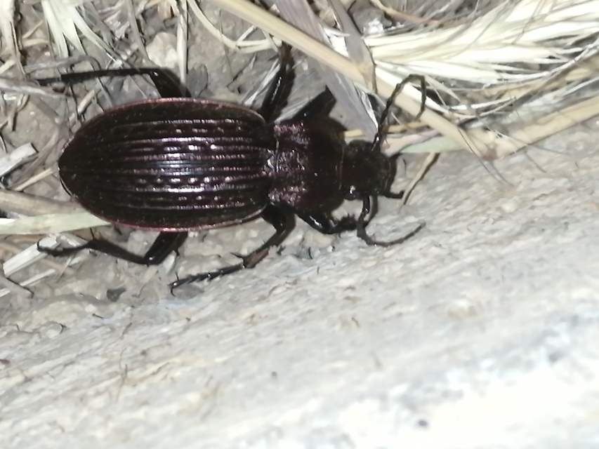 Carabus ulrichii - rezes futrinka Carabus ulrichii - rezes futrinka