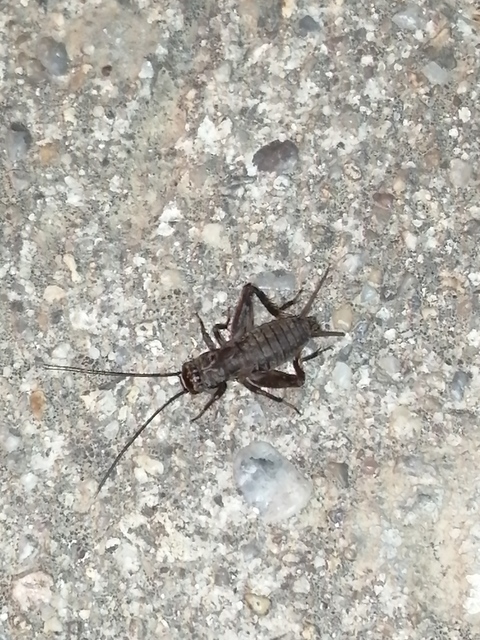 Modicogryllus truncatus - déli homlokjegyestücsök