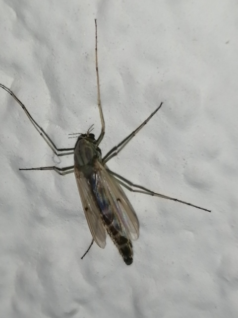 Chironominae