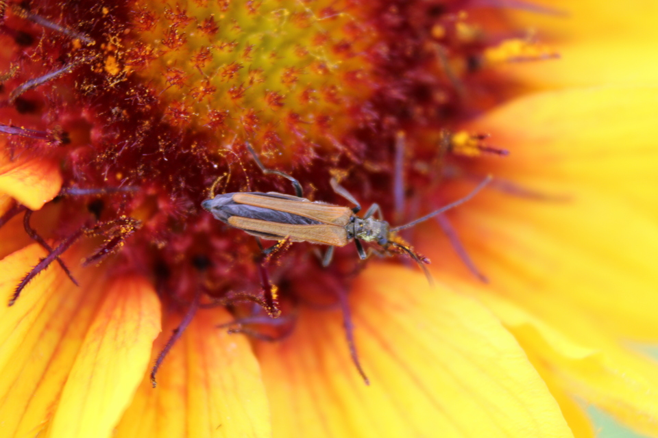 Oedemera femorata - sárgahátú álcincér