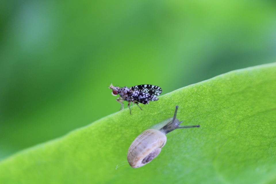 Trypetoptera punctulata - pirosszemű szarvaslégy