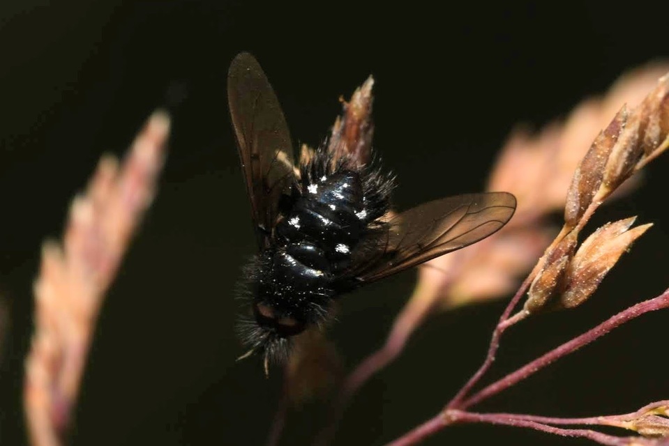 Bombylella atra - ezüstpettyes pöszörlégy