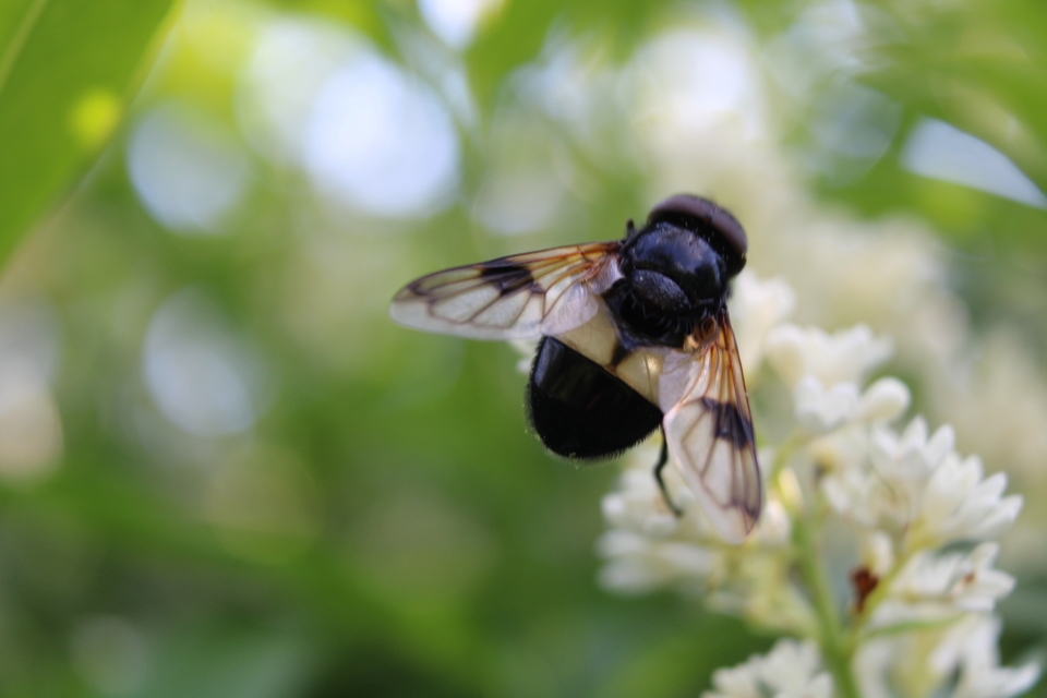 Volucella pellucens - üvegpotrohú pihelégy