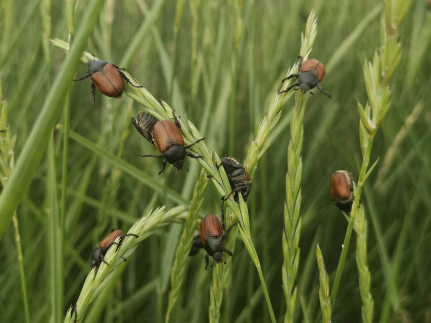 Anisoplia lata - széles szipoly Anisoplia lata - széles szipoly