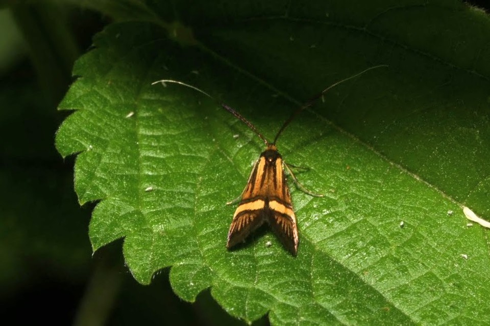 Nemophora degeerella - pompás tőrösmoly