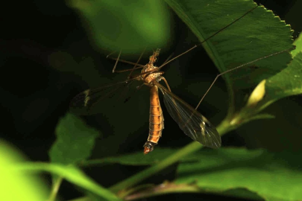 Tipula truncata