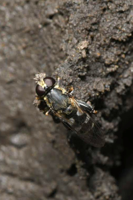 Syritta pipiens - zizegő comboslégy