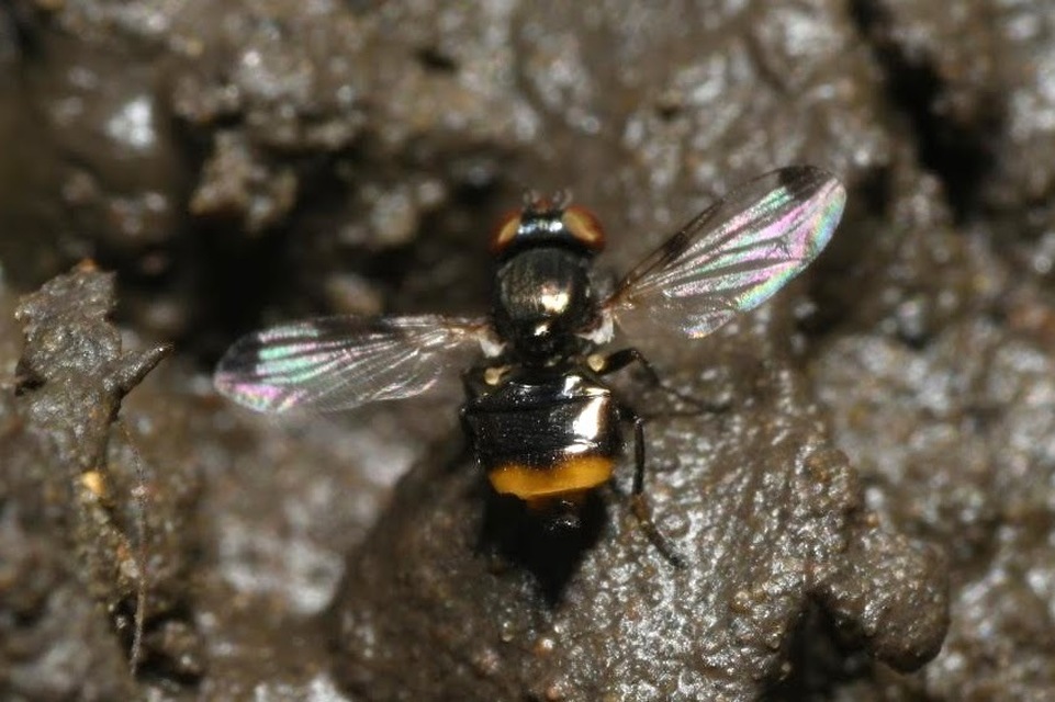 Euxesta notata