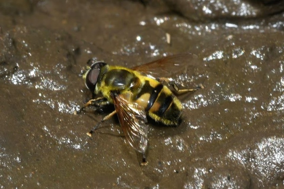 Myathropa florea - halálfejes odúlégy