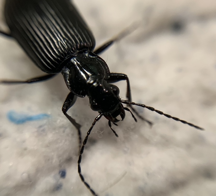 Limodromus longiventris - termetes kisfutó