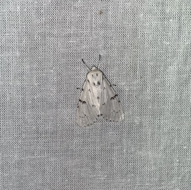 Acronicta leporina - fehér szigonyosbagoly