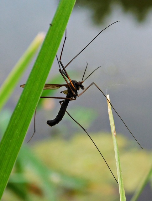 Nigrotipula nigra