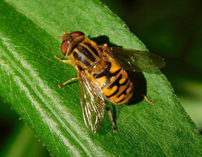 Parhelophilus