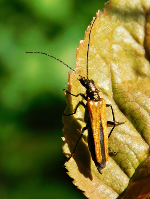 Oedemera femorata - sárgahátú álcincér