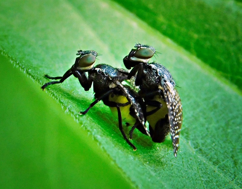 Platystoma seminationis