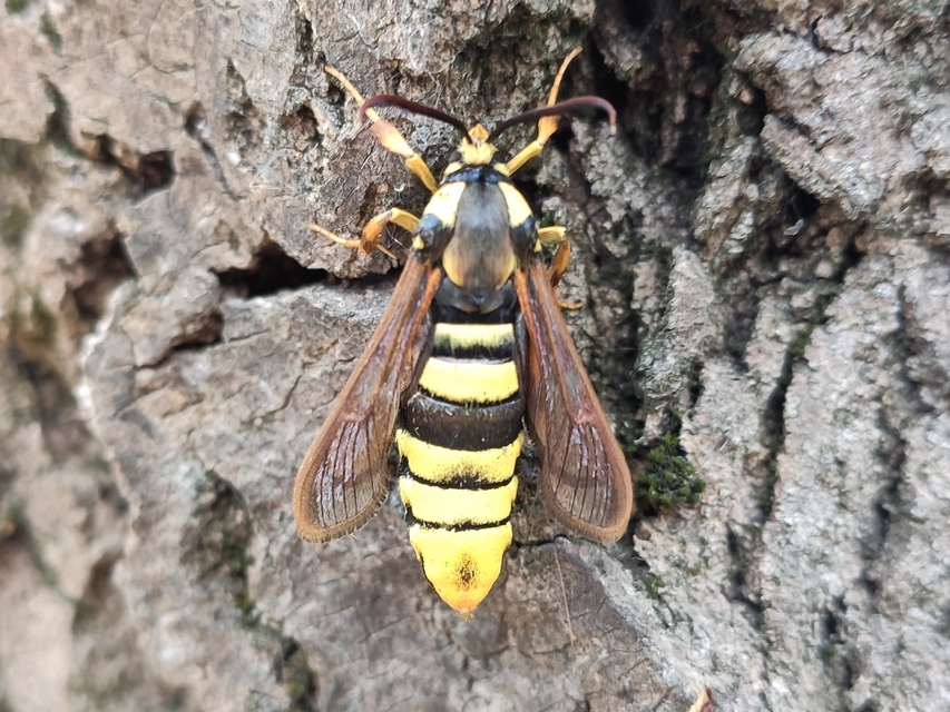 Sesia apiformis - darázslepke