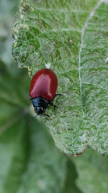 Chrysomela populi - nagy nyárlevelész Chrysomela populi - nagy nyárlevelész