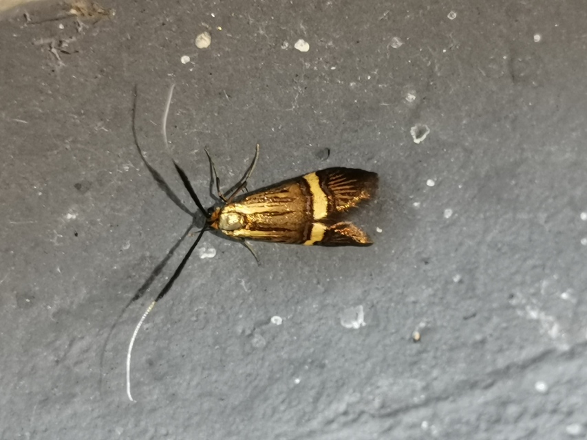 Nemophora degeerella - pompás tőrösmoly