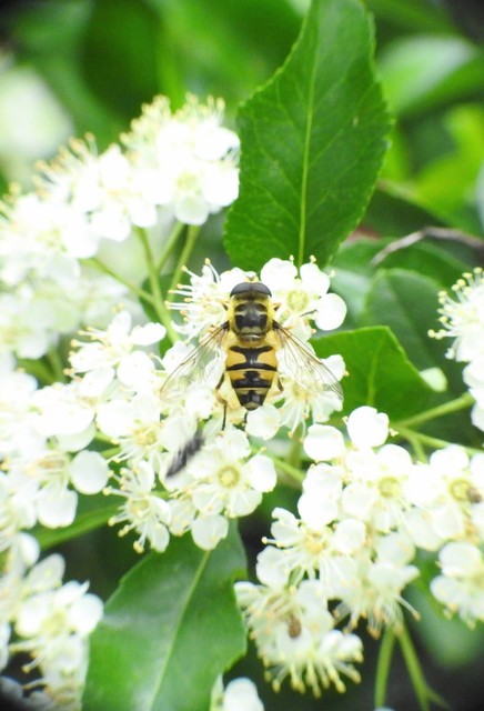 Myathropa florea - halálfejes odúlégy