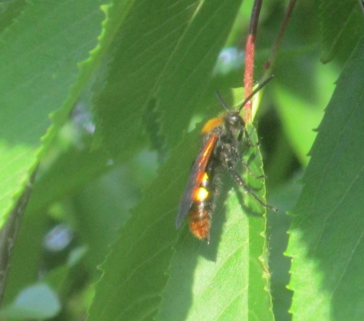 Megascolia maculata - óriás-tőrösdarázs