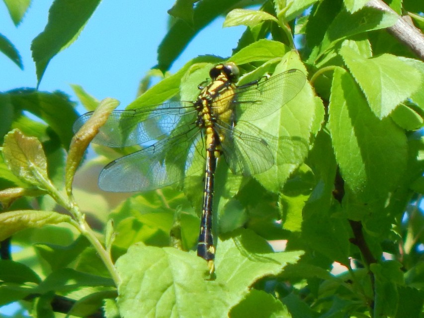 Gomphus vulgatissimus - feketelábú folyami-szitakötő