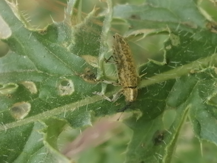 Lixus cardui/filiformis