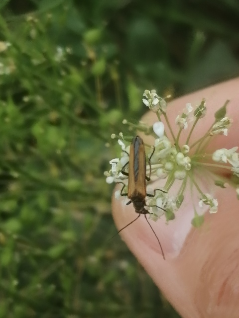 Oedemera femorata - sárgahátú álcincér