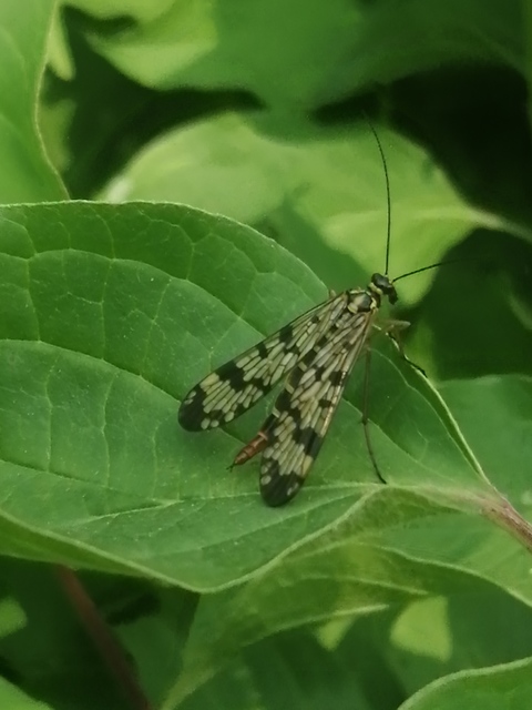 Panorpa vulgaris