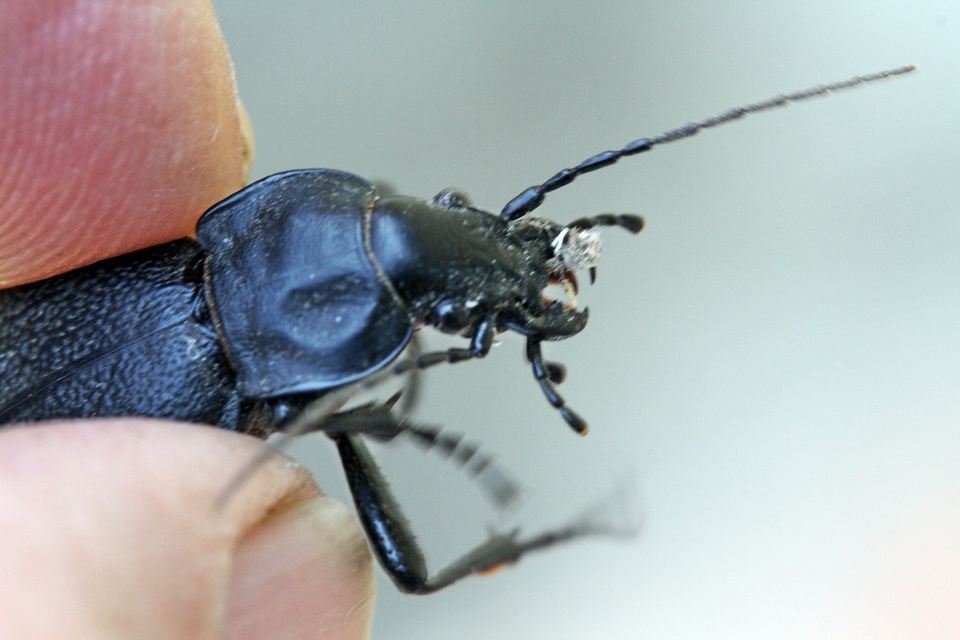 Carabus coriaceus - bőrfutrinka