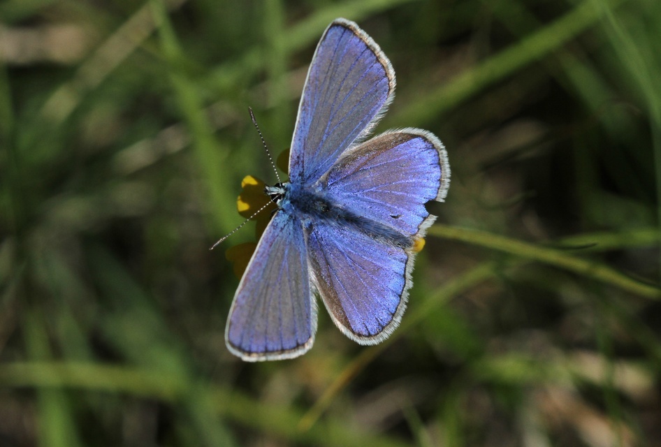 Polyommatus icarus - közönséges boglárka