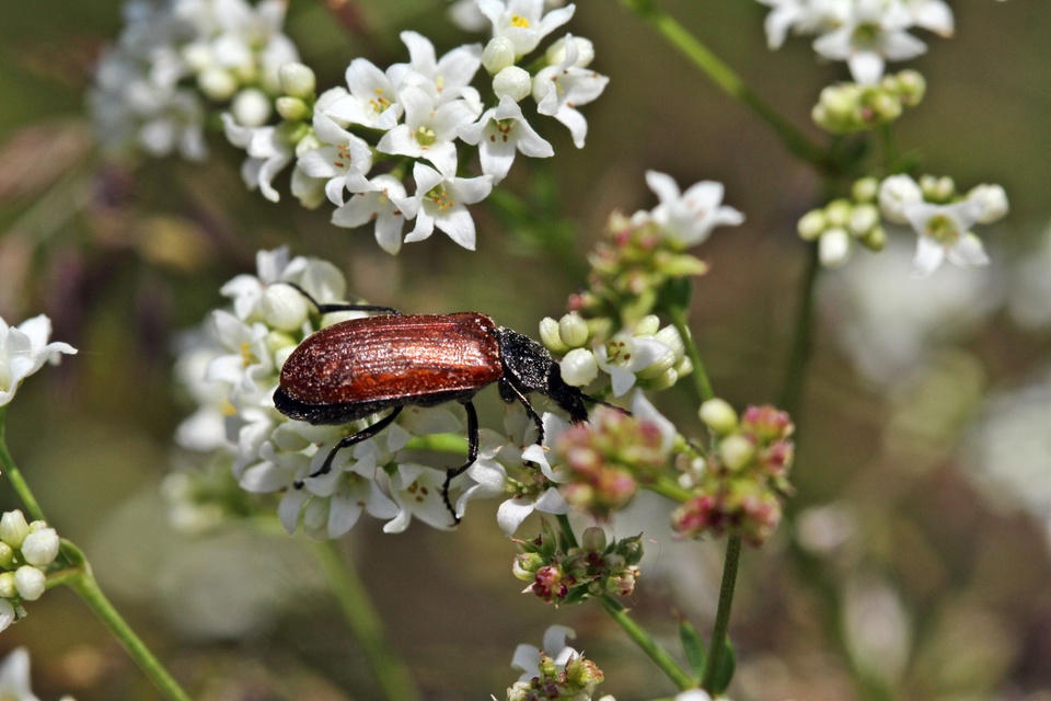 Omophlus proteus - közönséges pejbogár Omophlus proteus - közönséges pejbogár