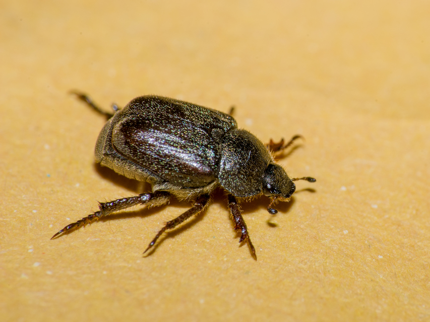 Hoplia hungarica - homoki virágcserebogár