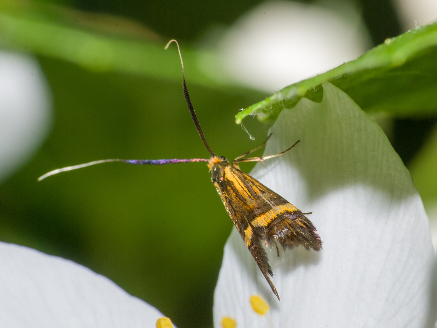 Nemophora degeerella - pompás tőrösmoly