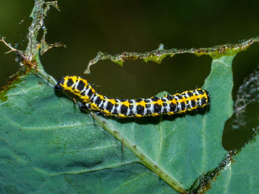 Cucullia lactucae - saláta-csuklyásbagoly