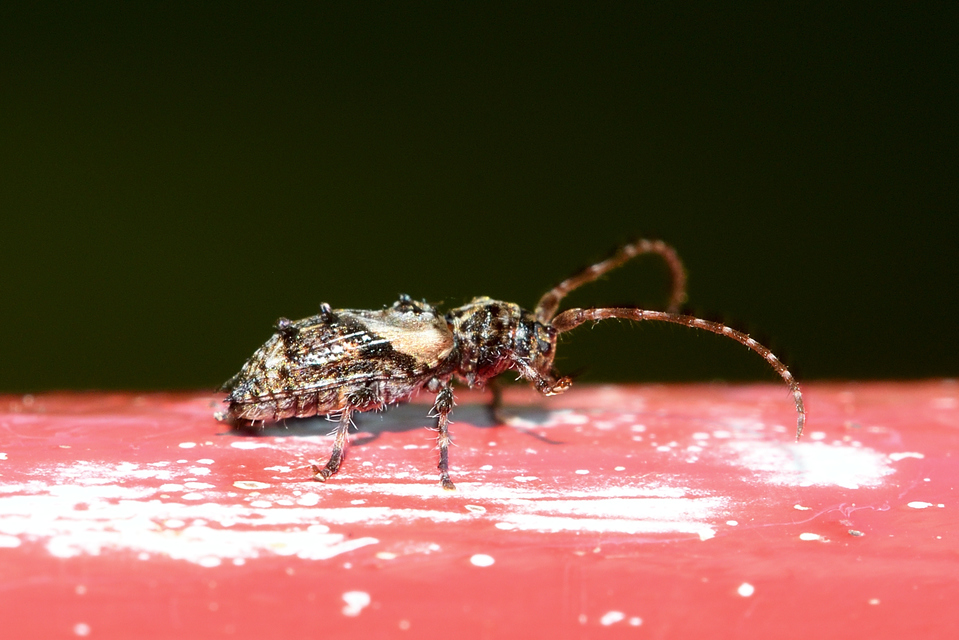 Pogonocherus hispidus - kéttövises ecsetcincér