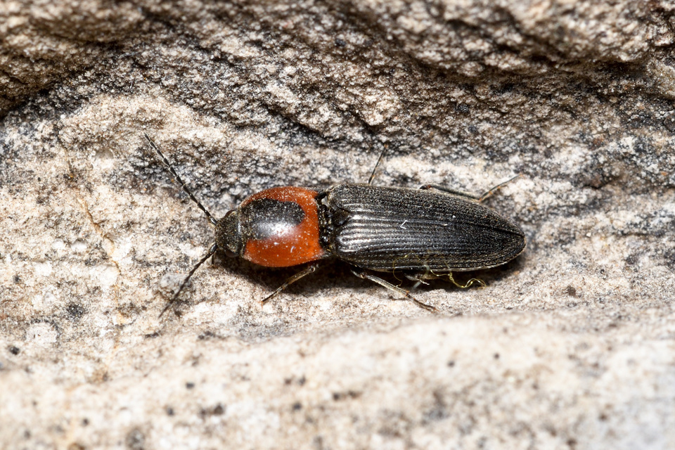 Cardiophorus discicollis - korongfoltos szívespattanó