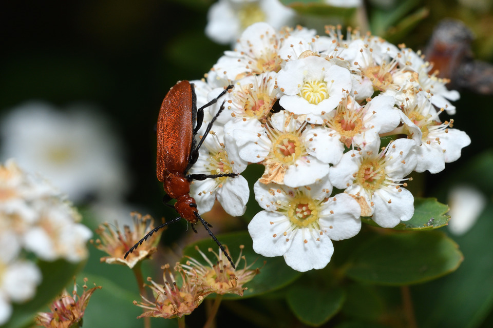 Pyrochroa serraticornis - közép-bíborbogár
