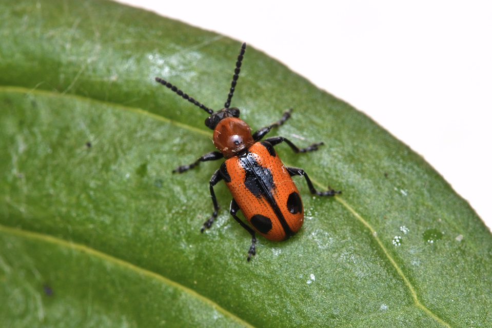 Crioceris quinquepunctata - ötpontos spárgabogár