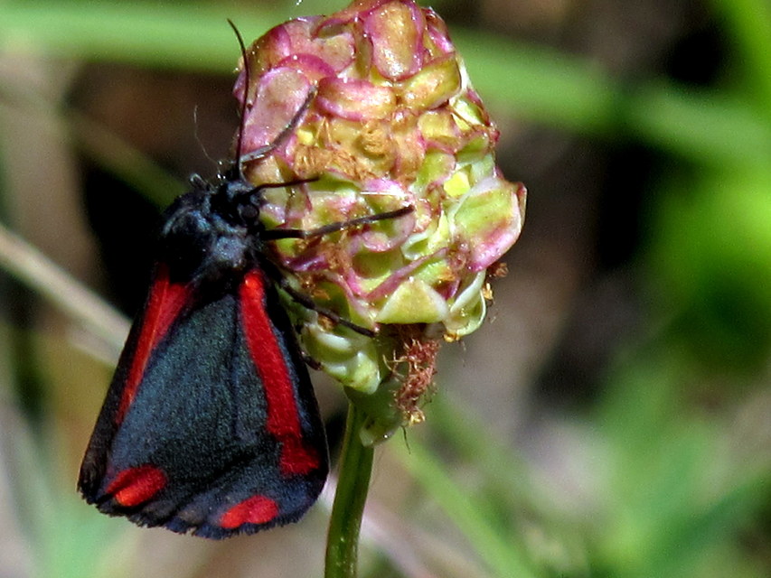 Tyria jacobaeae - jakabfű-medvelepke