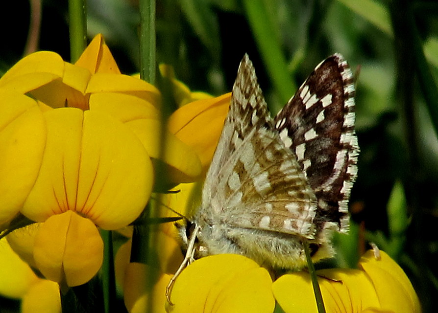 Pyrgus armoricanus - feles busalepke