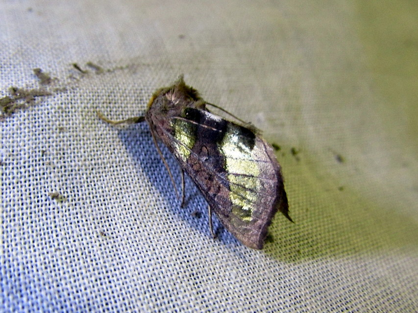 Diachrysia chrysitis - aranybagoly