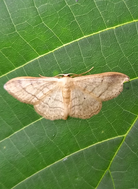 Idaea deversaria - egyszínű sávosaraszoló