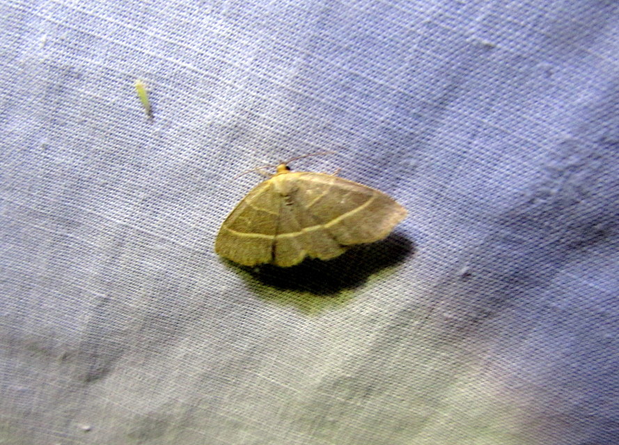 Trisateles emortualis - sárgacsíkos karcsúbagoly