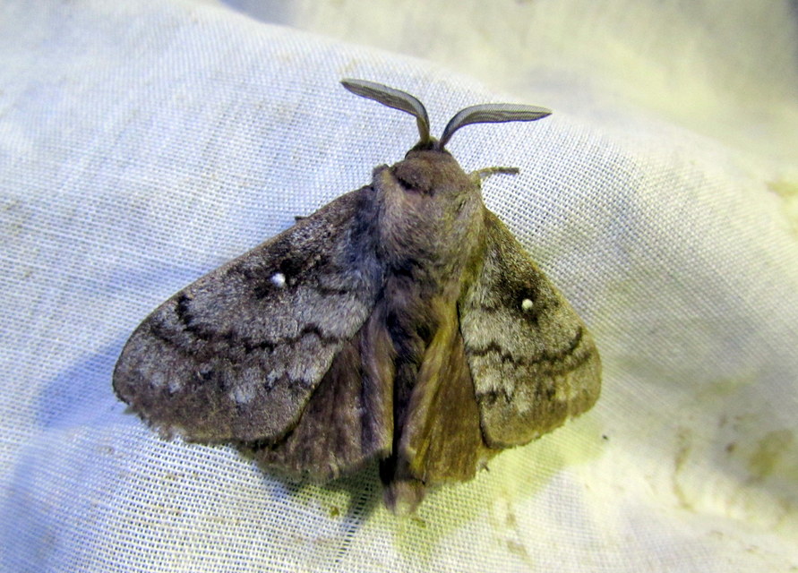 Dendrolimus pini - fenyőpohók
