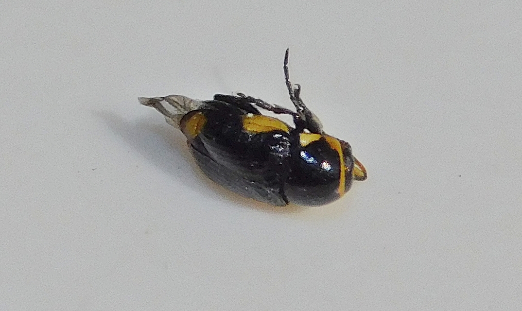 Cryptocephalus moraei - közönséges zömökbogár