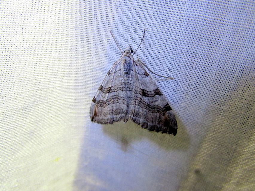 Aplocera efformata/plagiata