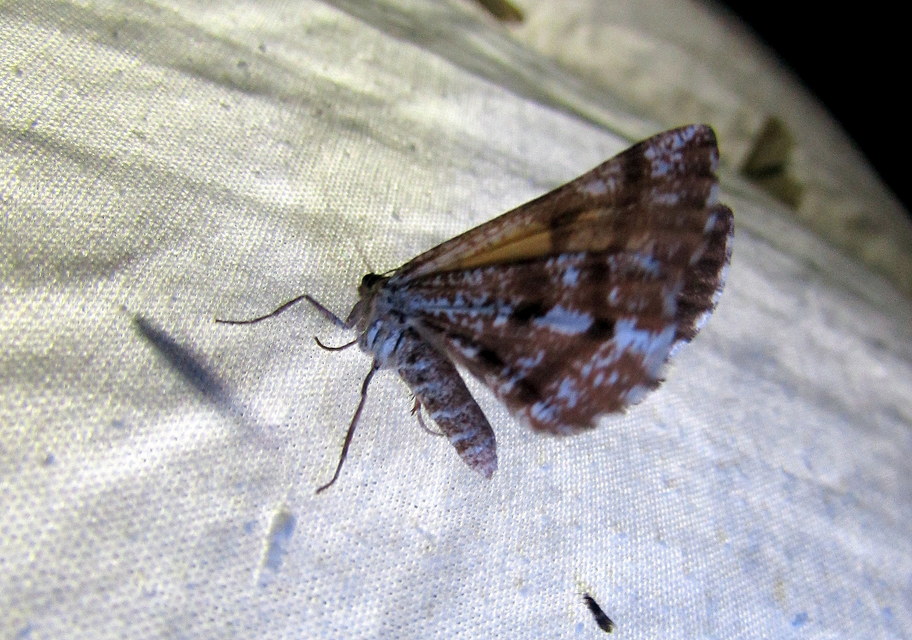 Bupalus piniaria - fenyőaraszoló