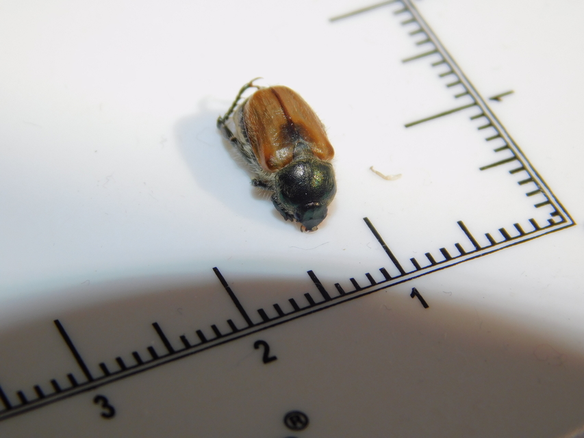 Chaetopteroplia segetum - rozsszipoly